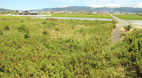 農地・遊休地の買取も強化しています